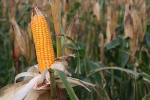 ripe maize stock with tree in the firm photo