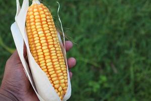 ripe maize stock with tree in the firm photo