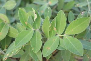 peanut tree closeup on farm photo