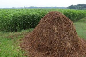 dry paddy tree stock with jute farm photo