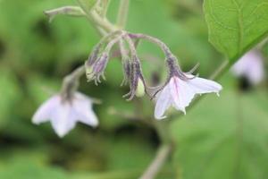 Eggplant flower with tree in the farm photo