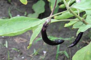 Eggplant with tree in the farm photo