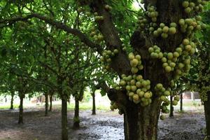 Sabrosa baccaurea motleyana en árbol foto