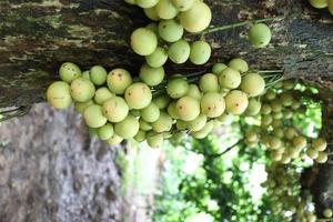 Tasty Baccaurea motleyana on Tree photo