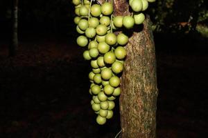 Tasty Baccaurea motleyana on Tree photo