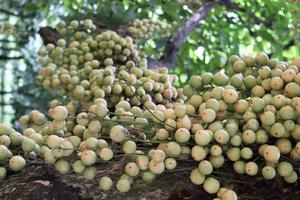 Sabrosa baccaurea motleyana en árbol foto