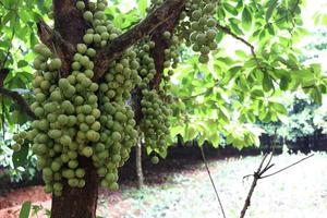 Tasty Baccaurea motleyana on Tree photo