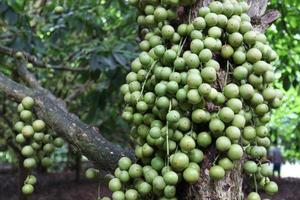 Sabrosa baccaurea motleyana en árbol foto