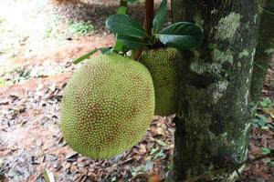 raw jackfruit stock on tree in the farm photo