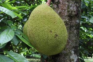 raw jackfruit stock on tree in the farm photo
