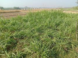 Green grass stock on field photo