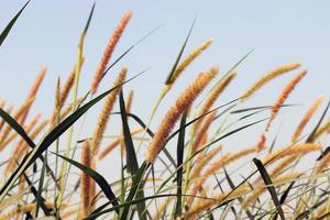 green colored grass firm with flower photo