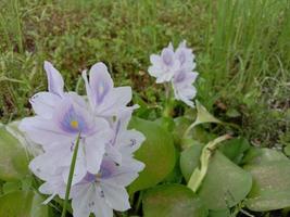 violet and white colored kochuri pana flower photo