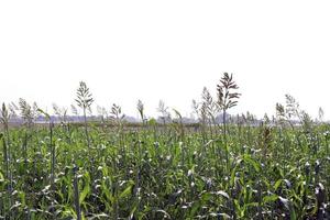 green colored grass firm with flower photo