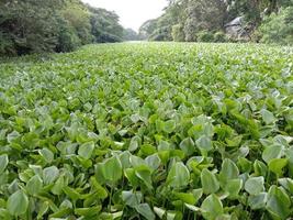 green colored kochuri pana stock photo