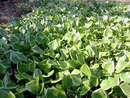 Common water hyacinth flower on lake photo