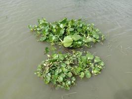 green leaf stock on lake photo