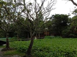 tree plant on garden with nature photo