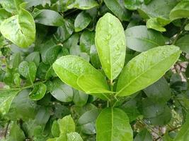 Green Leaf Closeup On Farm photo