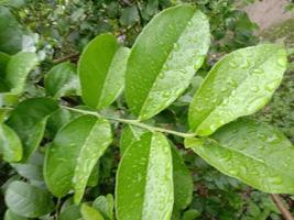 Green Leaf Closeup On Farm photo