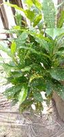 Green Leaf Closeup On Farm photo