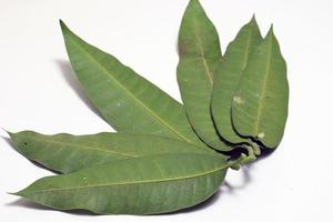 green colored mango leaf closeup photo