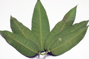 green colored mango leaf closeup photo