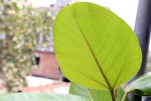 green leaf stock on Banyan tree photo