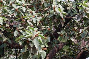 green leaf stock on Banyan tree photo