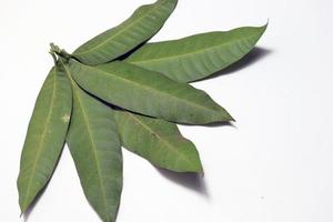 green colored mango leaf closeup photo