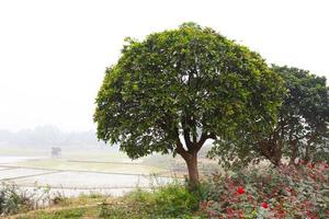 humedales con árbol en la mañana foto