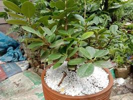 green tree on flower pot photo