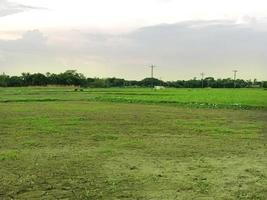 green field and gray sky photo