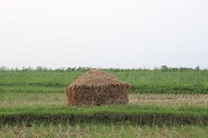 stock de árboles de arroz seco en la granja foto