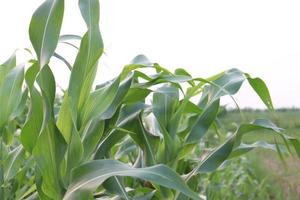 green colored maize tree firm on field photo