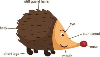 Illustration of porcupine vocabulary part of body.vector vector