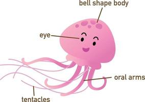 Illustration of jellyfish vocabulary part of body.vector vector