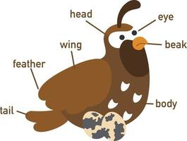 Illustration of quail vocabulary part of body.vector vector