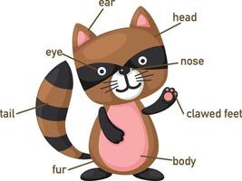 Illustration of racoon vocabulary part of body.vector vector