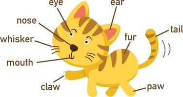 Illustration of cat vocabulary part of body.vector vector