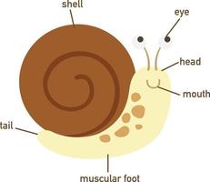 Illustration of snail vocabulary part of body.vector vector