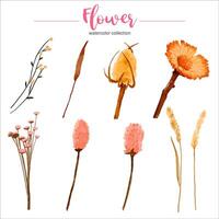 Watercolor flower set vector