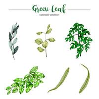 collection of watercolor illustration green leaf vector
