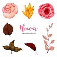 collection of watercolor illustration beautiful flower vector