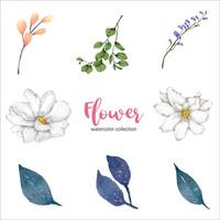 collection of watercolor illustration beautiful flower vector