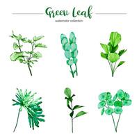 collection of watercolor illustration green leaf vector