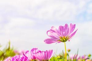 Field of cosmos flowers blooming in garden at sunrise. Beautiful spring nature background. photo