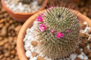 Close up green cactus and flower in pot at garden photo