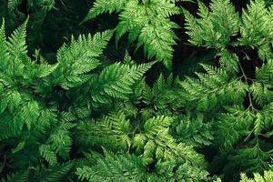 Nature leaves green of fern background in garden at spring. dark tropical foliage natural abstract background. photo