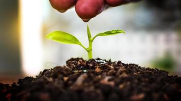 Growing plants. Hand nurturing and watering plants growing  on fertile soil with natural green background. photo